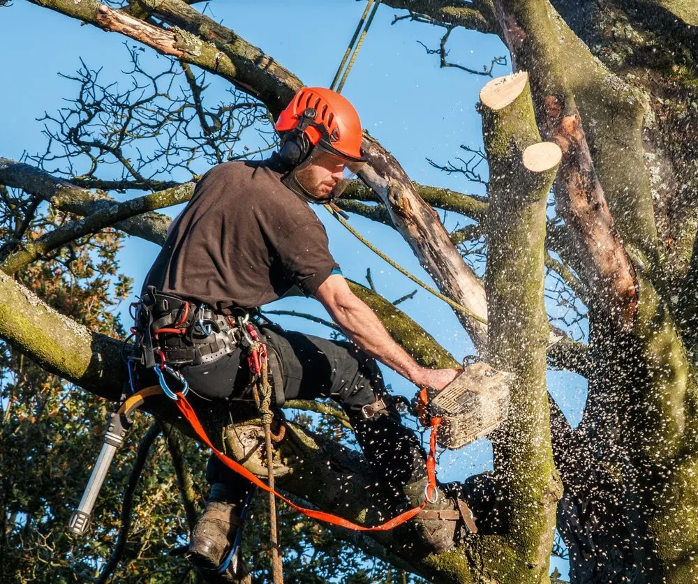 Reliable yard maintenance experts serving Murray, UT - Prestige Tree And Landscape