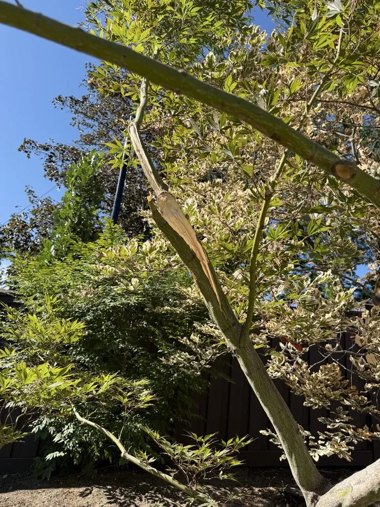 Professional yard maintenance experts serving Murray, UT - Prestige Tree And Landscape