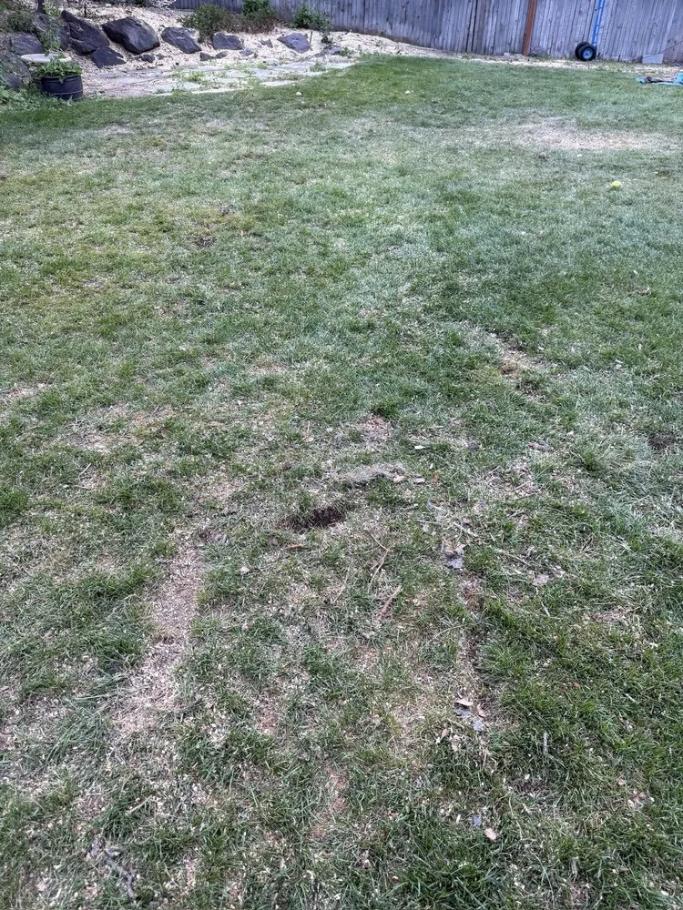 Local yard cleanup service for outdoor upgrades in Murray, UT by Prestige Tree And Landscape