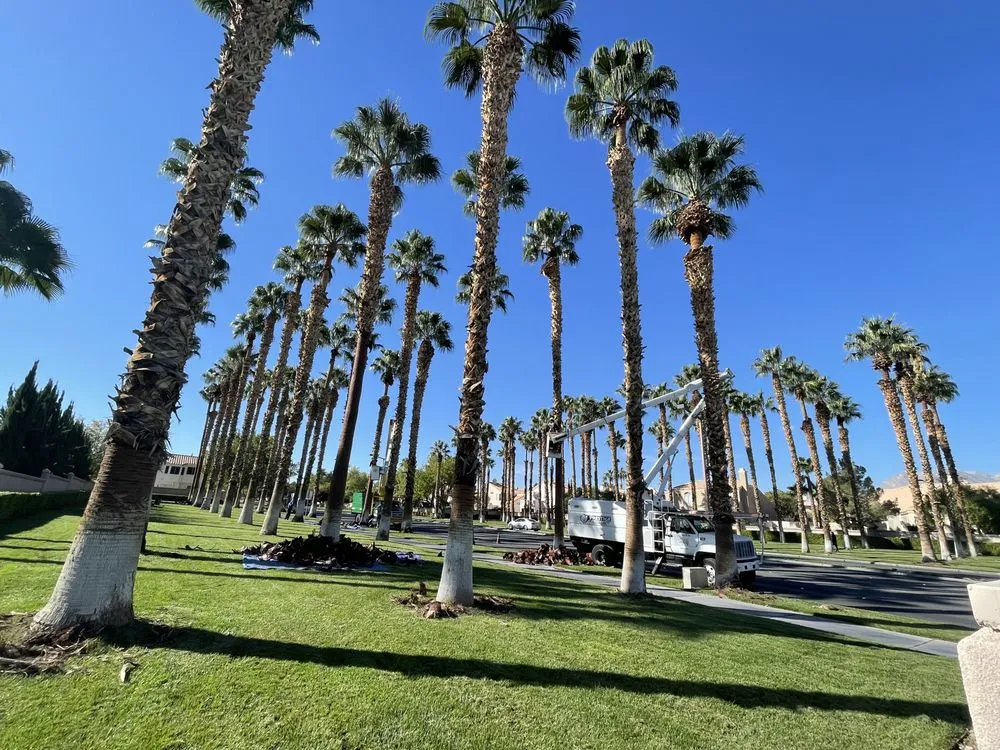 Professional landscape installation near you in Las Vegas, NV by Prestige Tree and Landscape Services