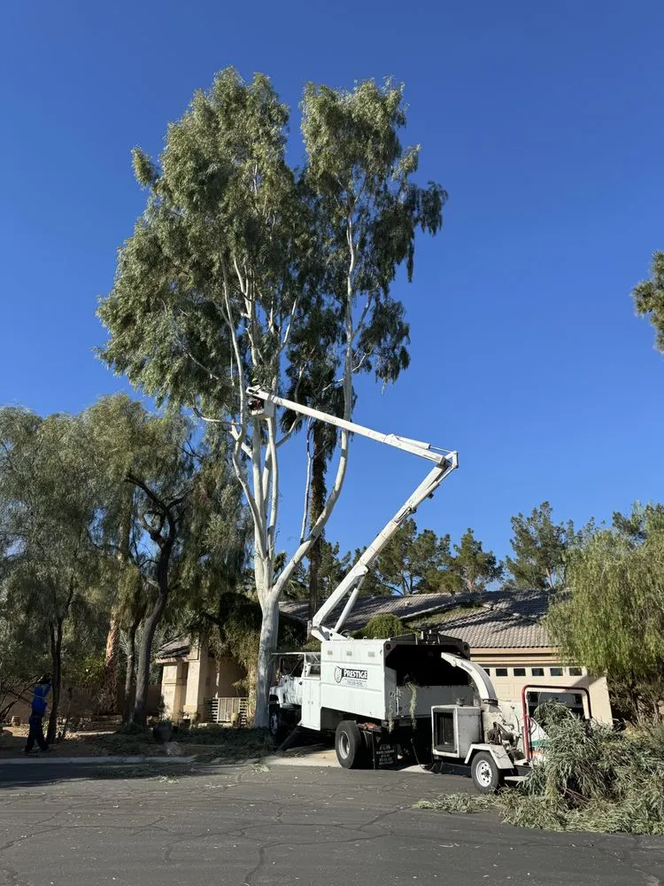 Trusted outdoor landscaping in Las Vegas, NV - Prestige Tree and Landscape Services