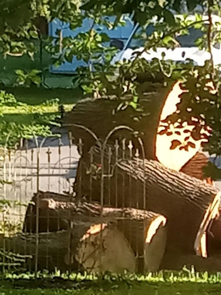 Expert yard maintenance in Charlotte, NC by Presto Landscape & Tree Services