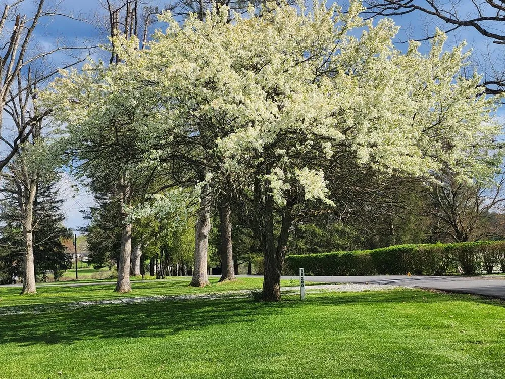 Professional outdoor landscaping for homes across Kingwood, WV - Preston county Landscaping