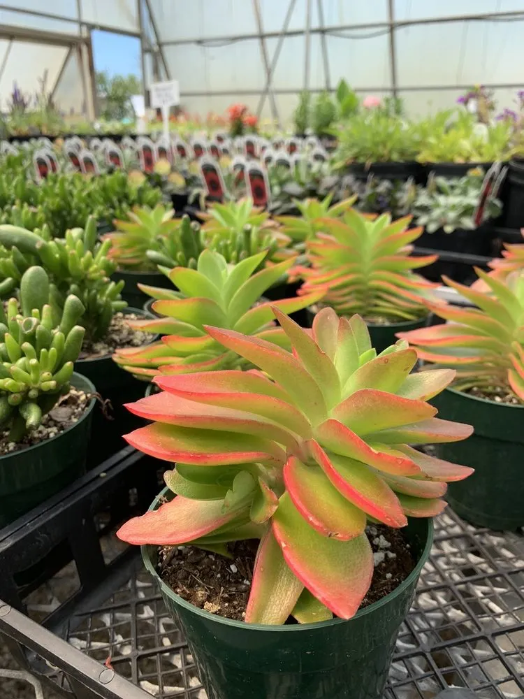 Custom yard maintenance in Louisville, KY - Preston Greenhouse & Garden Center