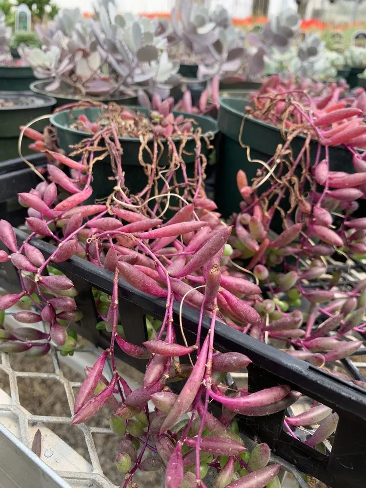 Trusted outdoor landscaping for homes in Louisville, KY by Preston Greenhouse & Garden Center