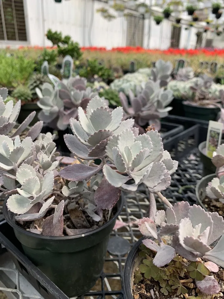 Top-rated residential landscaping in Louisville, KY - Preston Greenhouse & Garden Center