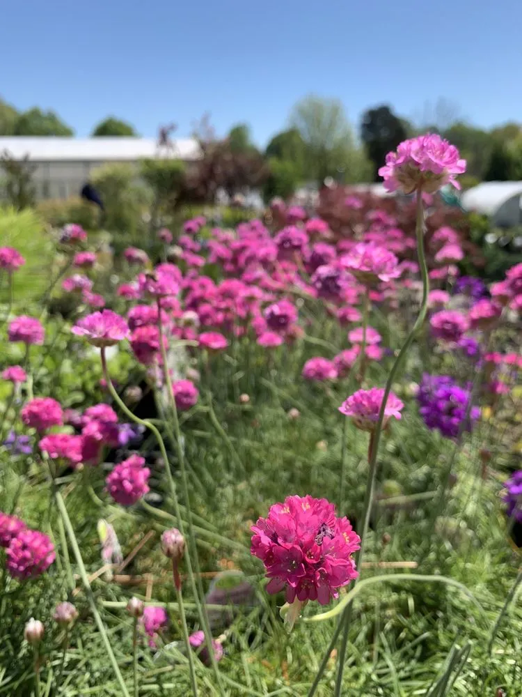 Professional landscape installation with custom design in Louisville, KY by Preston Greenhouse & Garden Center