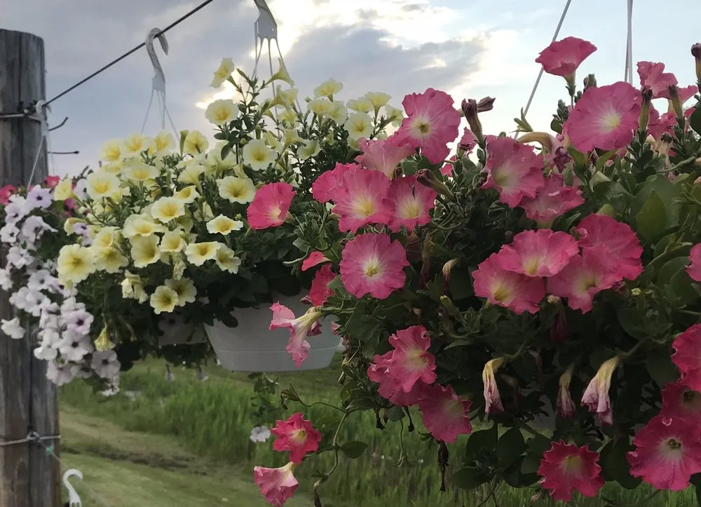 Affordable yard maintenance in Ontario, NY by Preston’s Tree & Landscape Service