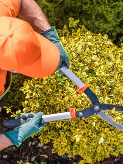 Top-rated landscaping services for residential properties in Edwards, CO by Preventive Tree