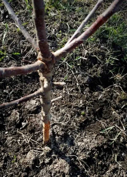 Local landscaping services with custom design across Edwards, CO - Preventive Tree