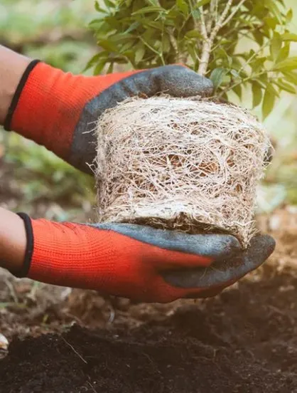 Professional yard maintenance in Edwards, CO by Preventive Tree
