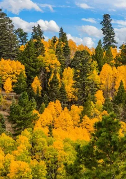 Custom landscape installation experts serving Edwards, CO - Preventive Tree