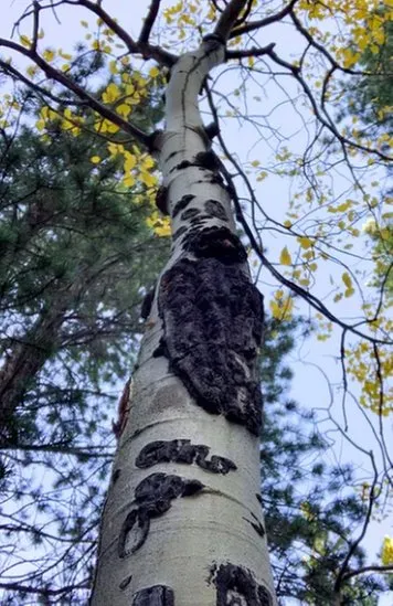 Trusted yard cleanup service for year-round maintenance in Edwards, CO by Preventive Tree