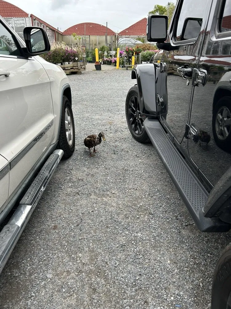 Reliable landscape installation experts serving Dix Hills, NY - Prianti Farms, Inc.