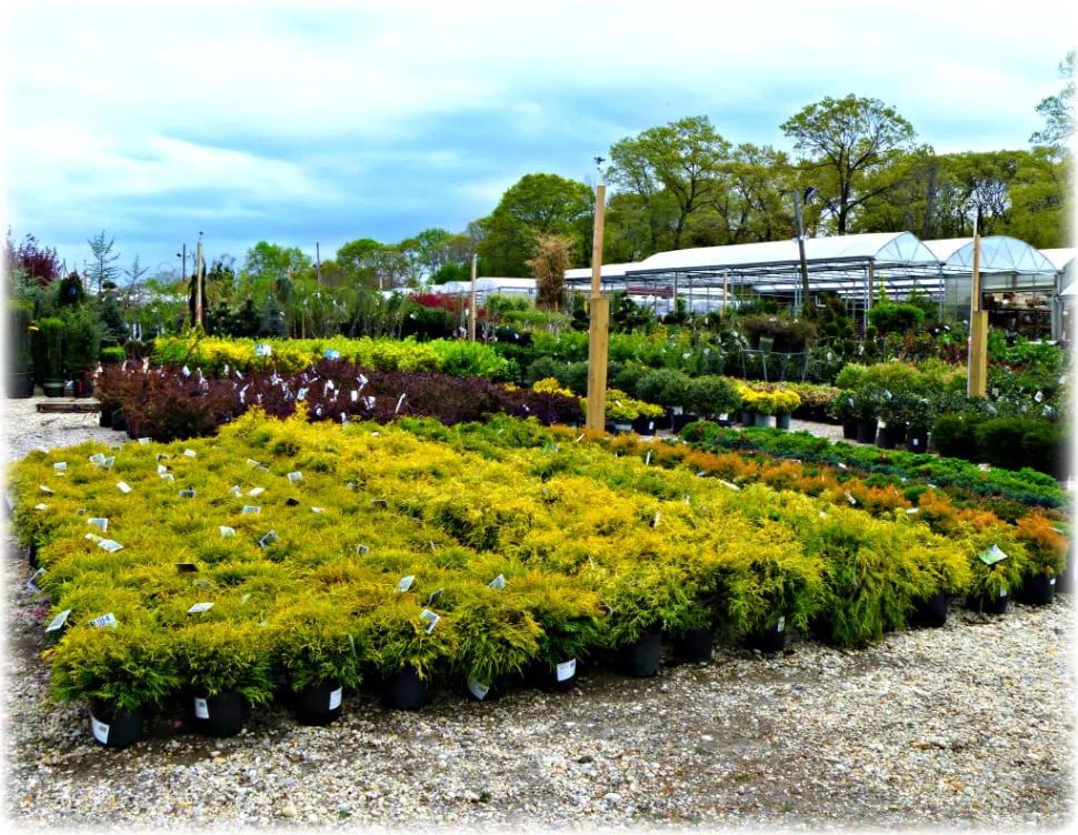 Affordable outdoor landscaping in Dix Hills, NY by Prianti Farms, Inc.