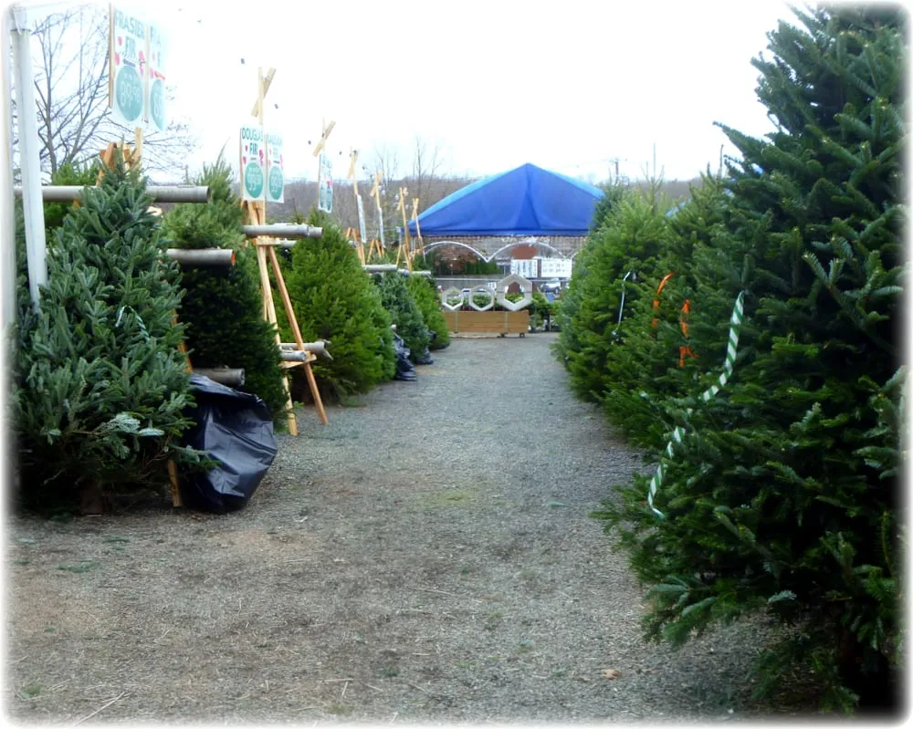 Top-rated garden landscaping for residential properties in Dix Hills, NY by Prianti Farms, Inc.