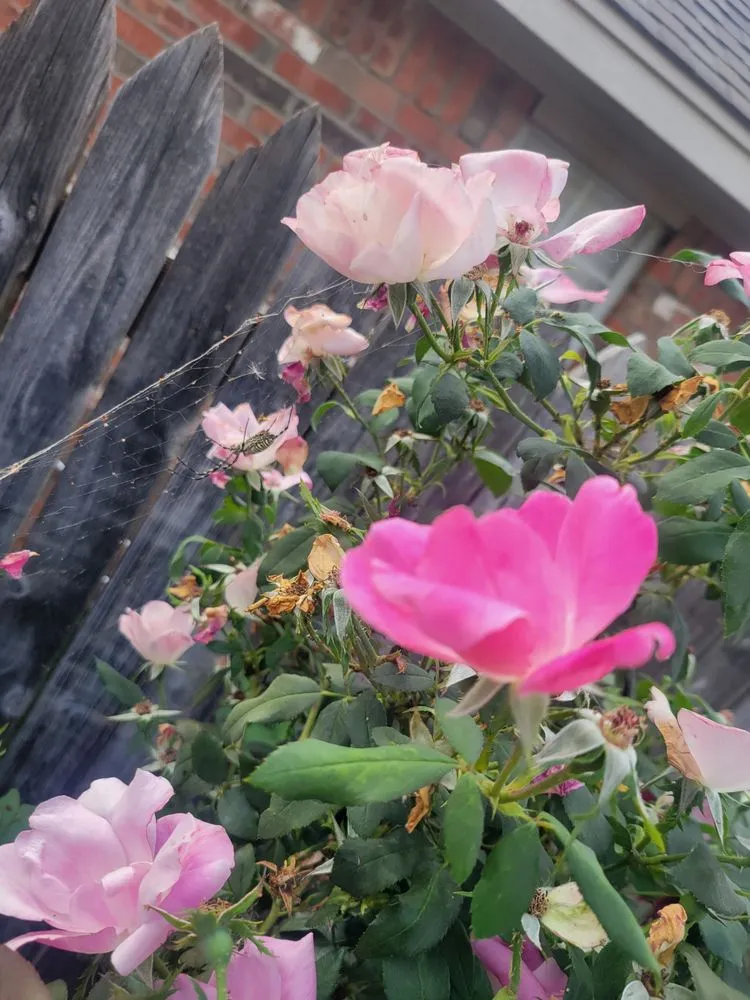 Reliable lawn mowing service in Amarillo, TX - Price Cutter Mowing