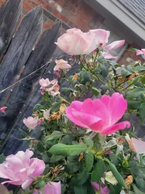 Price Cutter Mowing Logo