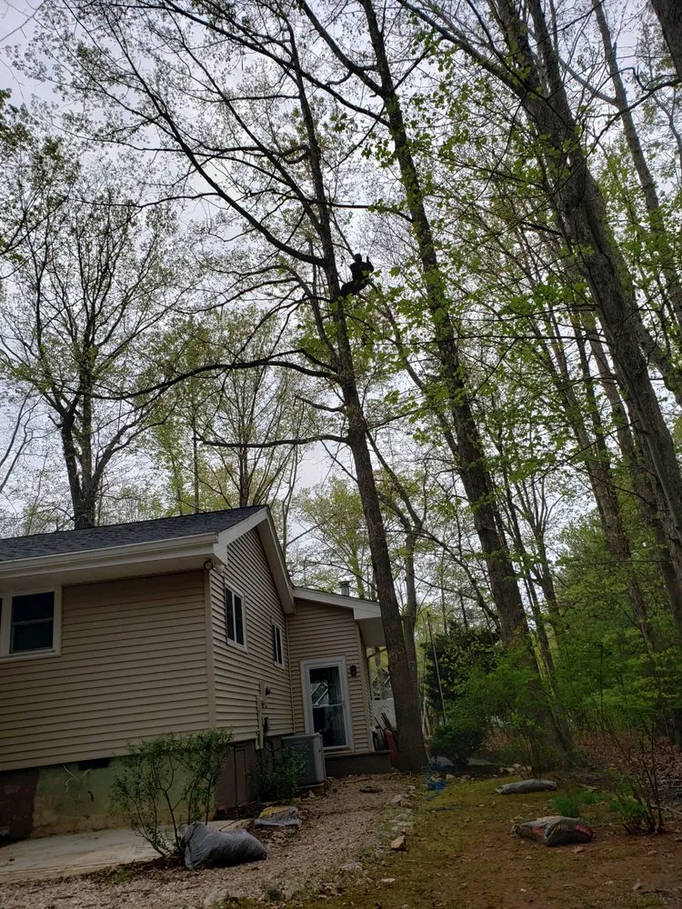 Affordable yard cleanup service near you in Charlottesville, VA by Price Landscape Management