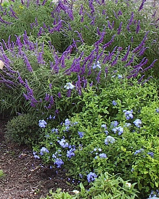 Custom landscape installation experts serving Round Rock, TX - Price Lawn & Landscape