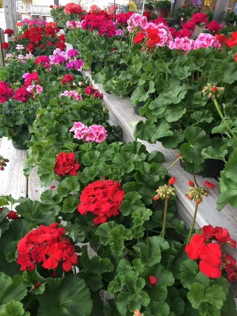 Local yard cleanup service in High Point, NC by Price Nursery & Landscaping