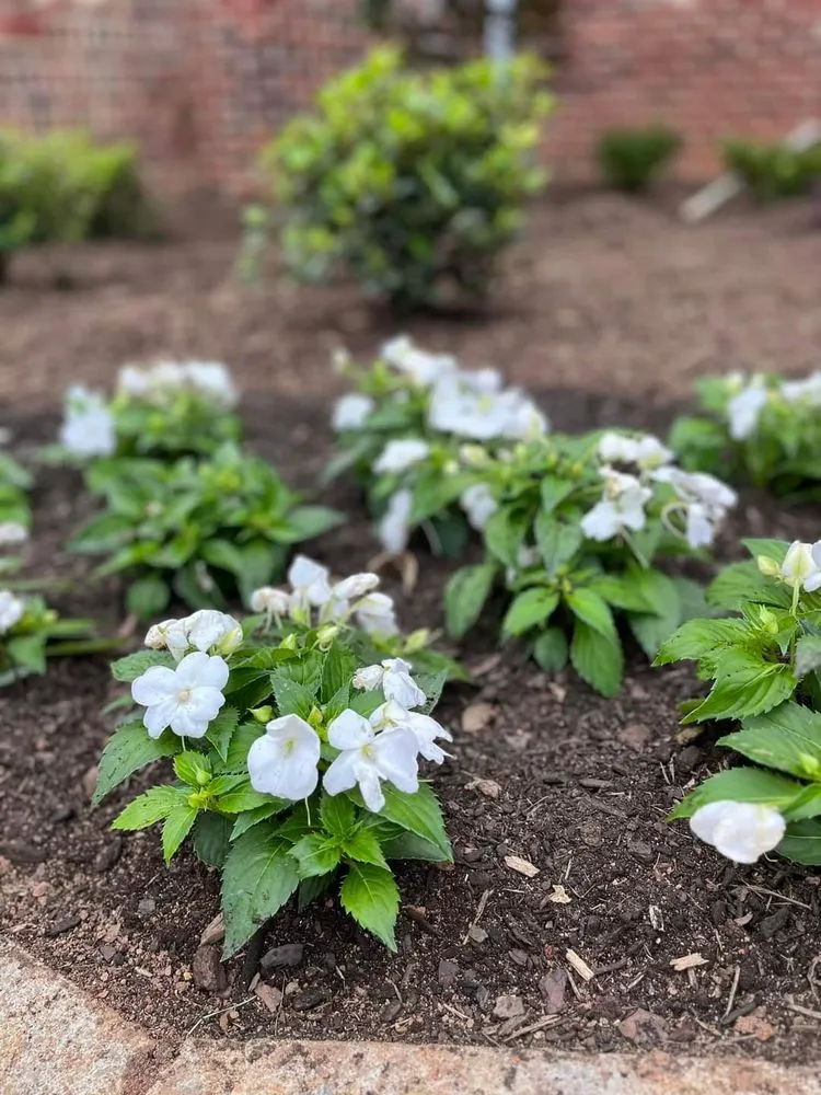 Expert yard cleanup service in Greer, SC by Price Pro Services