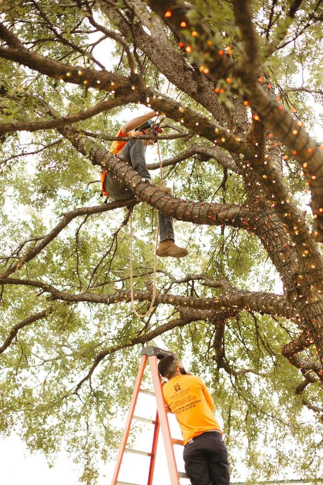 Custom yard maintenance in Haslet, TX by Price Right Professional Landscaping & Tree Service