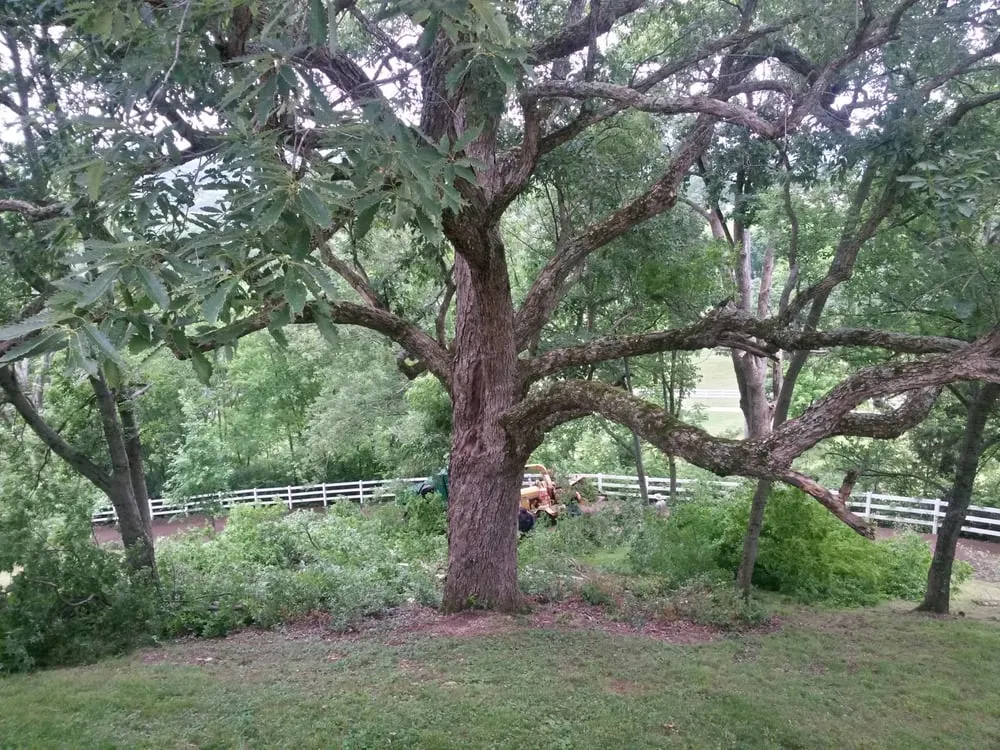 Affordable yard maintenance for homes across Nashville, TN - Price Tree Care