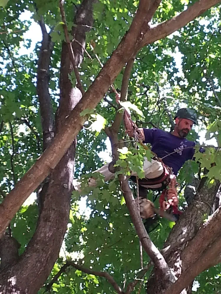 Custom yard maintenance for year-round maintenance in Nashville, TN by Price Tree Care