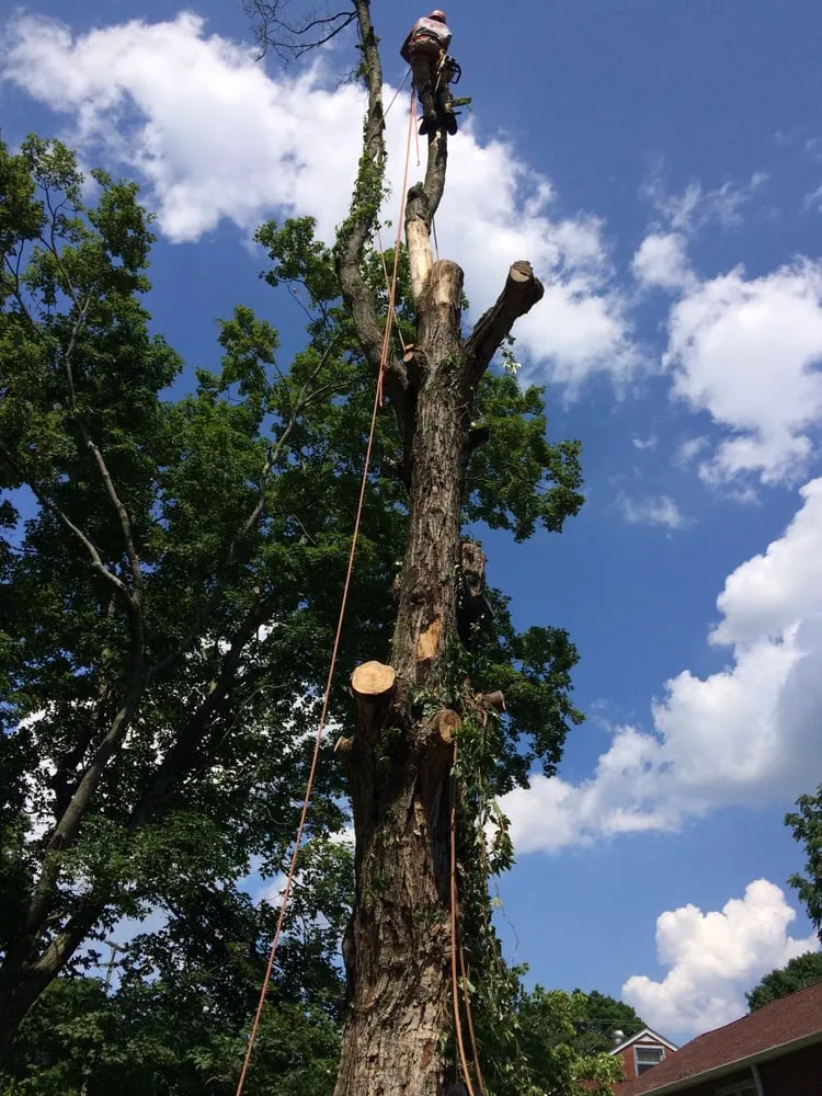 Affordable lawn mowing service experts serving Nashville, TN - Price Tree Care