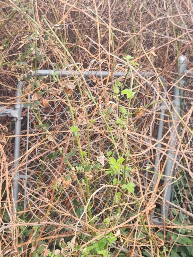 Local garden landscaping in Lewiston, ID by Pride Landscape