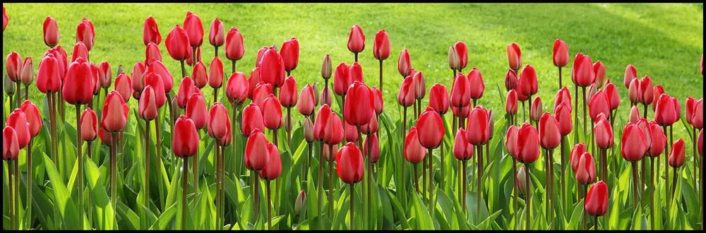 Local landscaping services in Southport, NC by Pride Landscape Maintenance