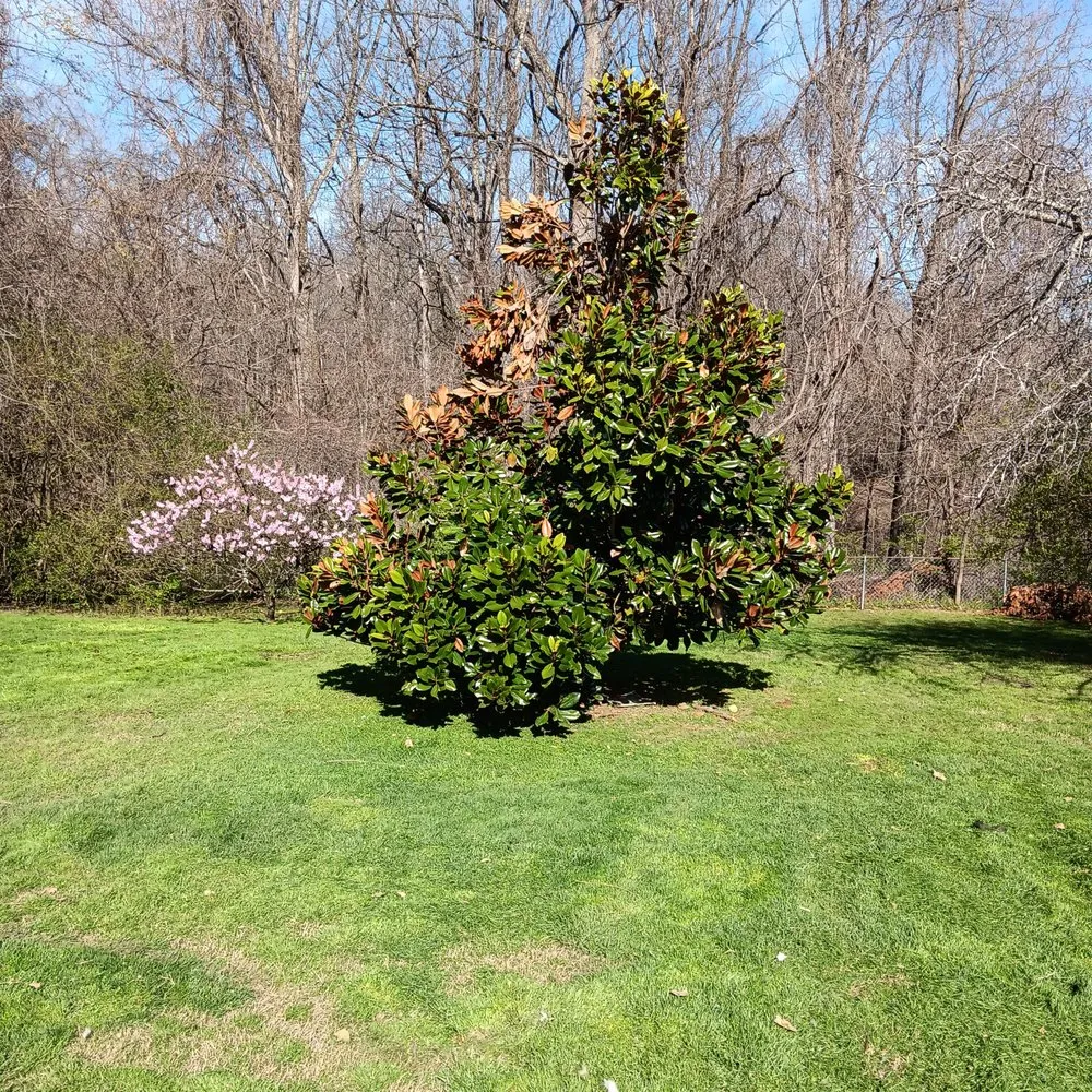 Local landscape installation for year-round maintenance across Limestone, TN - Pride Lawn Care