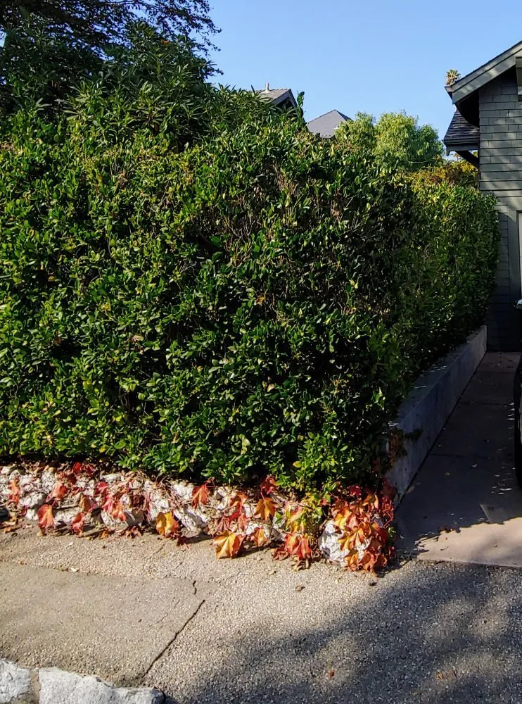 Trusted lawn mowing service in Santa Cruz, CA - PRIDE of OWNERSHIP Garden Grooming