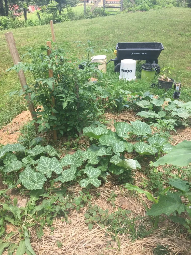 Professional yard cleanup service near you across Rural Hall, NC - Primal Sun Landscaping