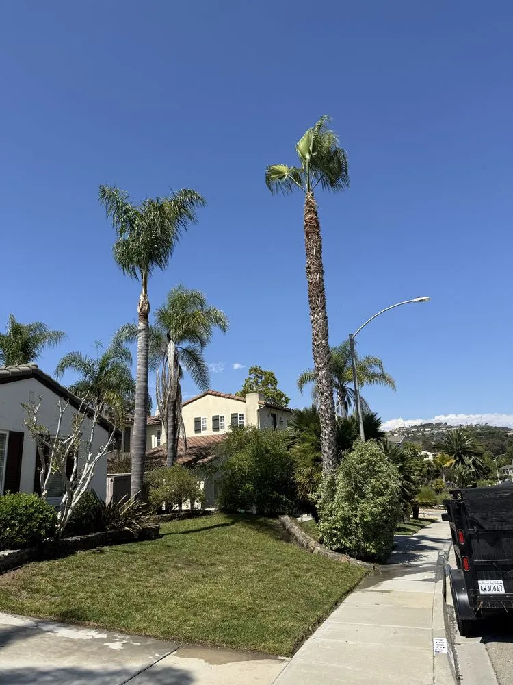 Professional yard cleanup service in Encinitas, CA - Primary Landscapers