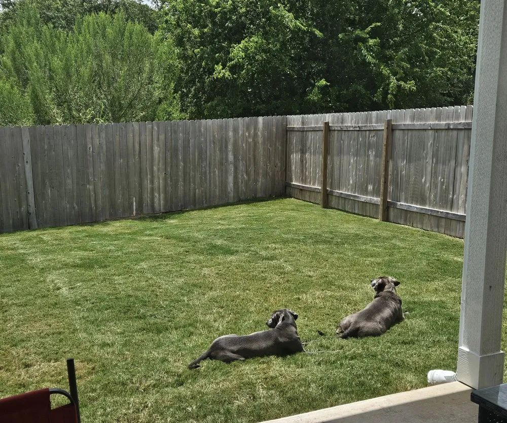 Affordable lawn mowing service in Austin, TX - Primavera landscaping