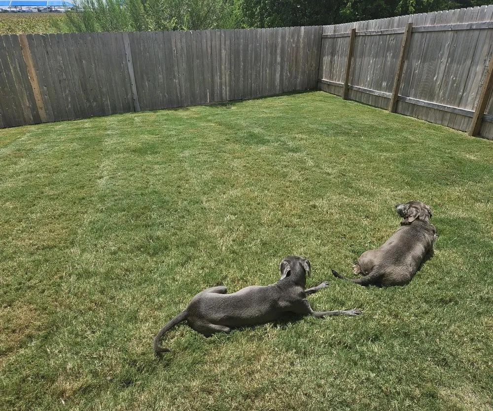 Professional landscape design for homes in Austin, TX by Primavera landscaping