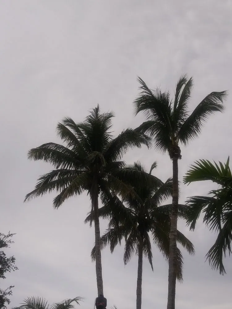 Affordable outdoor landscaping in Palm City, FL by Primavera landscaping