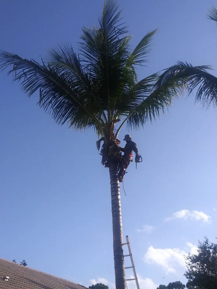 Custom landscape design experts serving Palm City, FL - Primavera landscaping