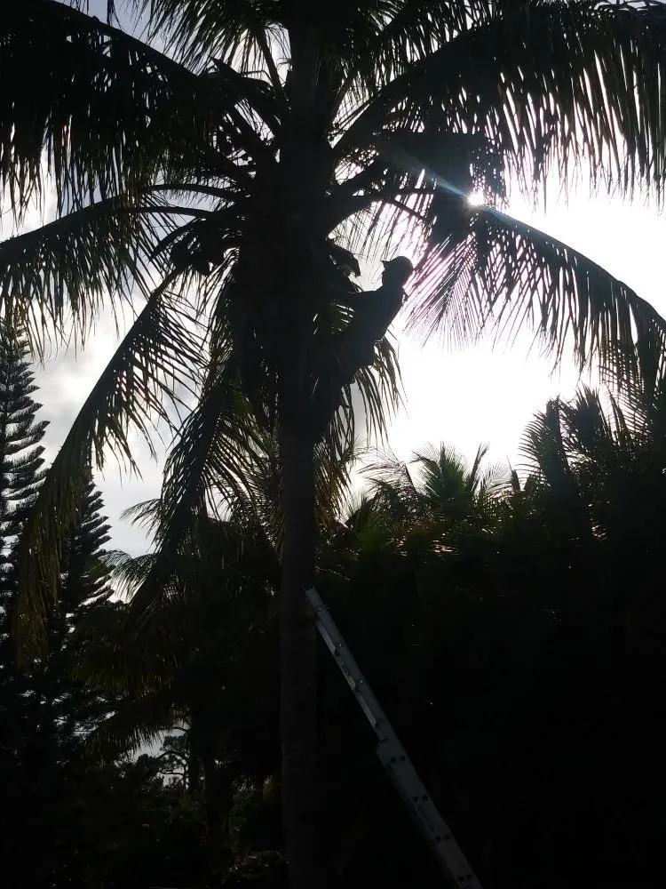 Custom yard maintenance for residential properties across Palm City, FL - Primavera landscaping