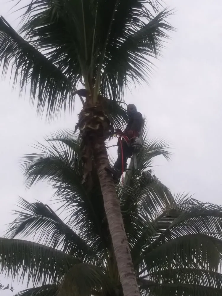 Local lawn mowing service in Palm City, FL by Primavera landscaping