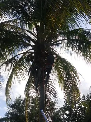 Primavera landscaping Logo