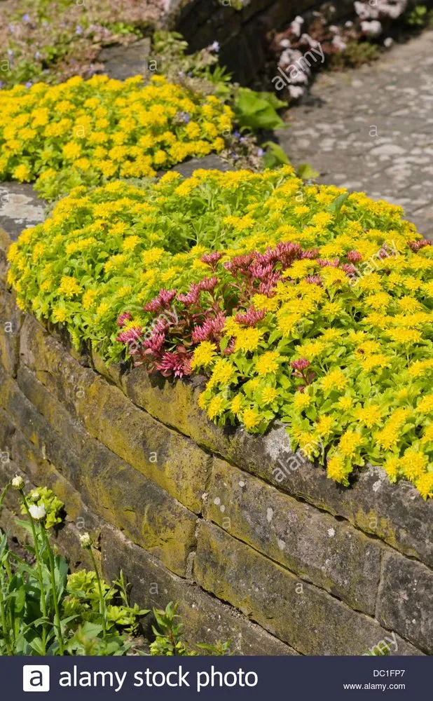 Affordable yard cleanup service near you across Oswego, IL - Prime Cut Lawn Care