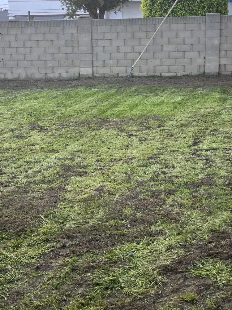 Trusted yard cleanup service for homes in Long Beach, CA by Prime Green Care