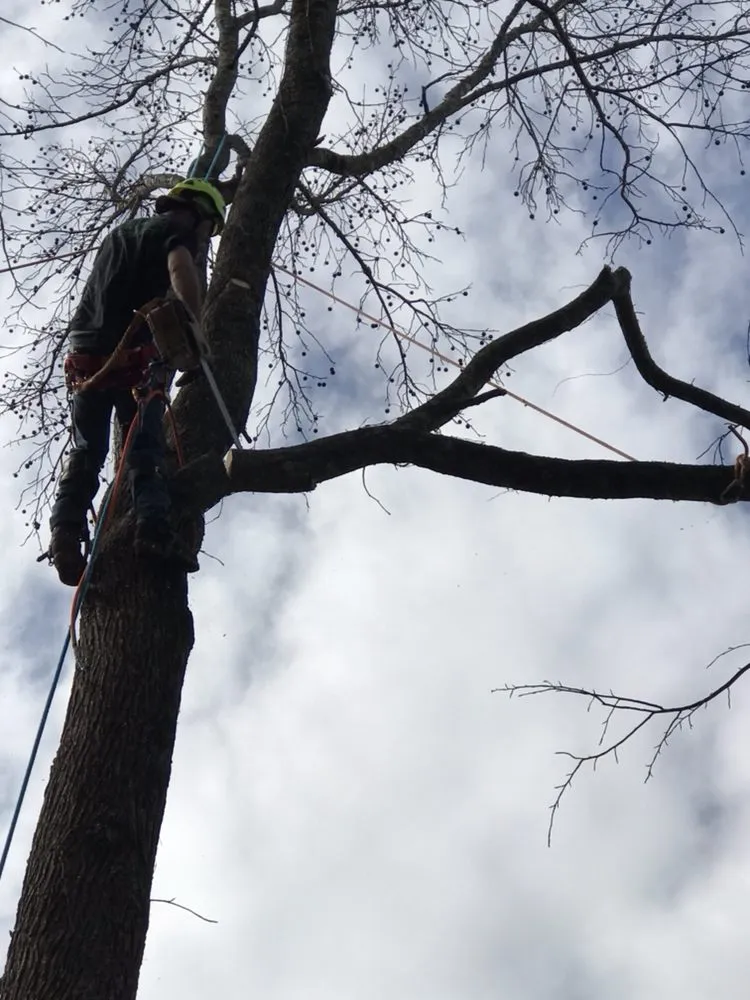 Affordable lawn care service for year-round maintenance in Canton, GA by Prime Green Landscaping & Tree Service