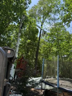 Prime Green Landscaping & Tree Service Logo