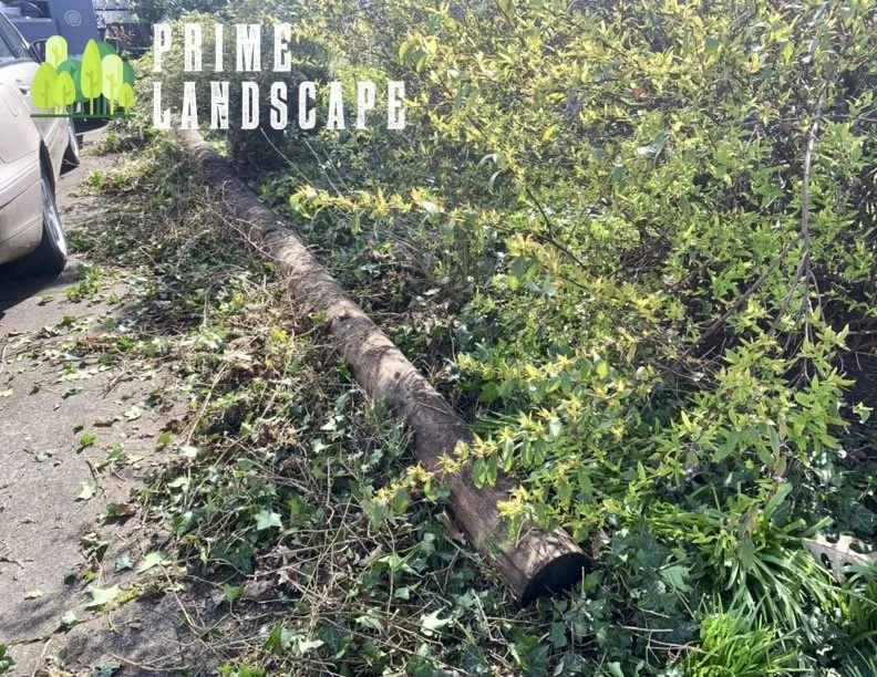 Trusted lawn care service for homes in Salem, OR by Prime Landscape Services