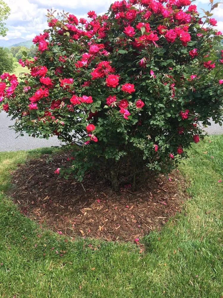 Expert garden landscaping in Candler, NC by Prime Lawn Services