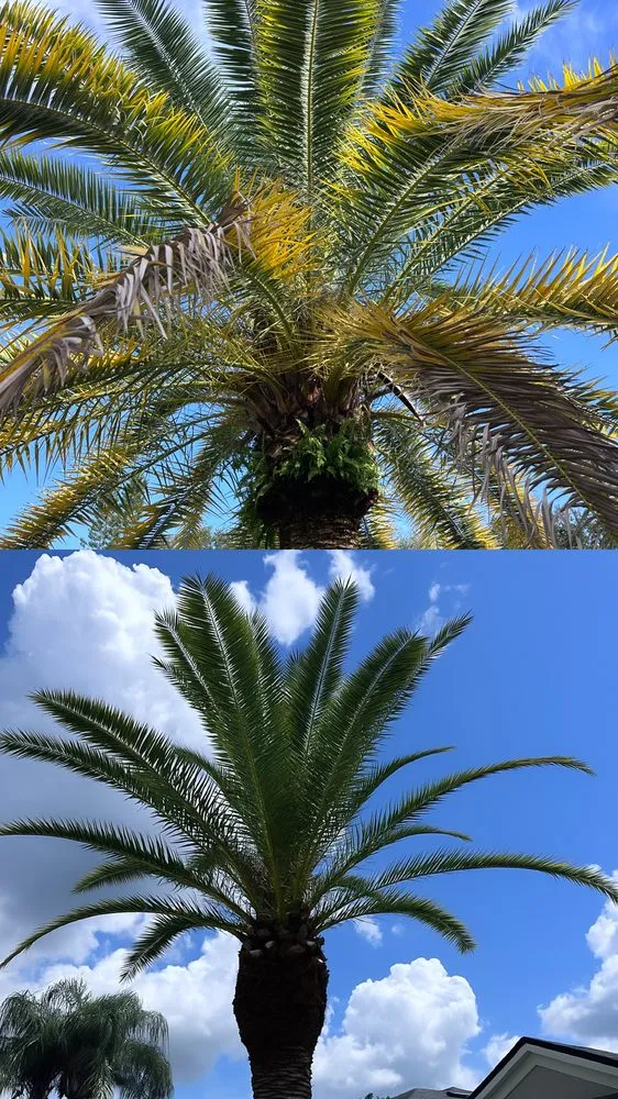 Affordable landscape design for homes across Sanford, FL - Prime Outdoor Experts